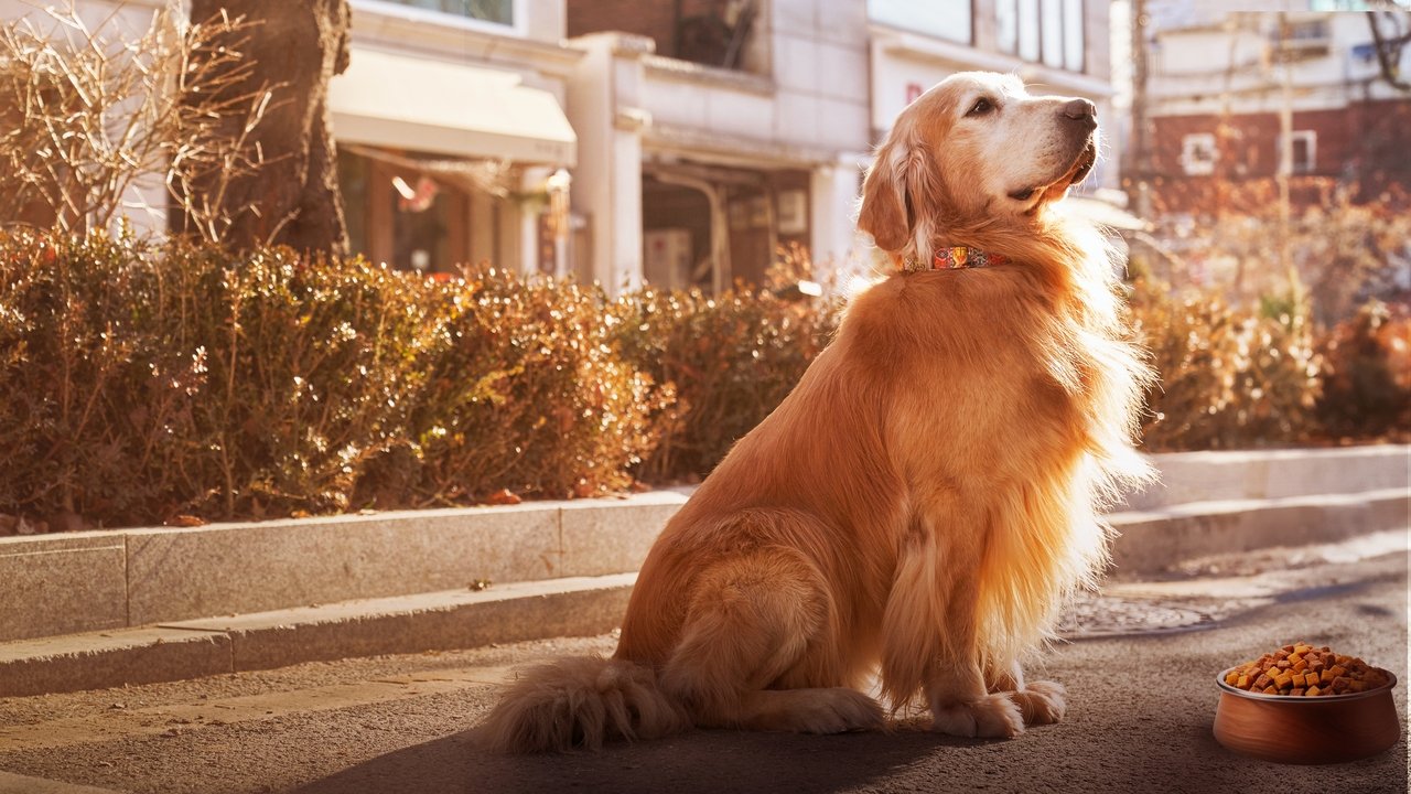 Dog Days